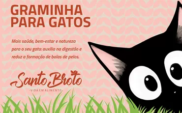 Santo Broto